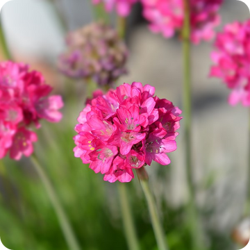 Armeria blume samen for colorful blooms anpflanzung