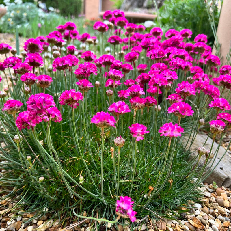 Semi di Armeria maritima da seminare: tappezzante dai colori vivaci per giardini costieri