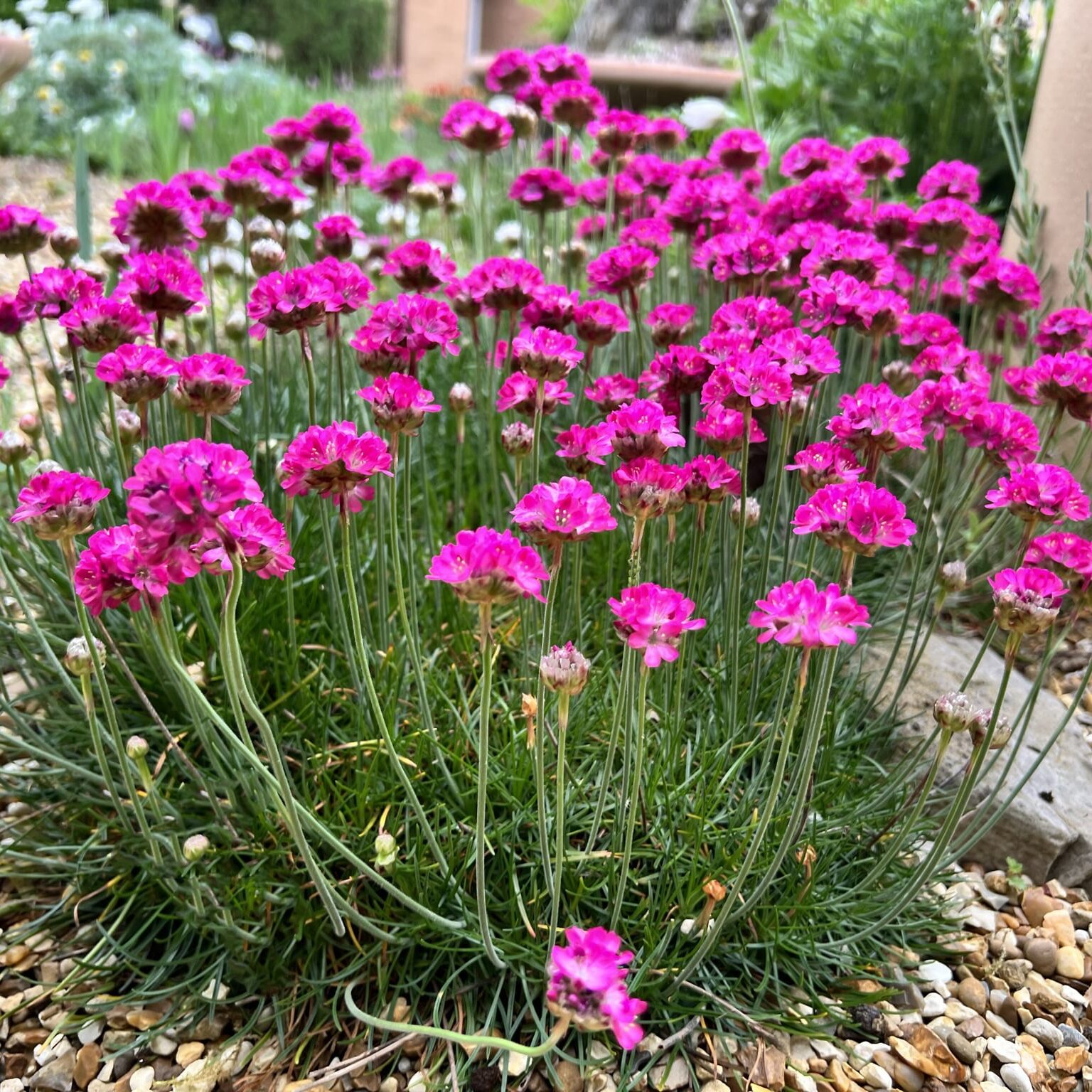 Armeria Maritima Blumensamen zur Aussaat: leuchtend Groundcover Coastal Gärten