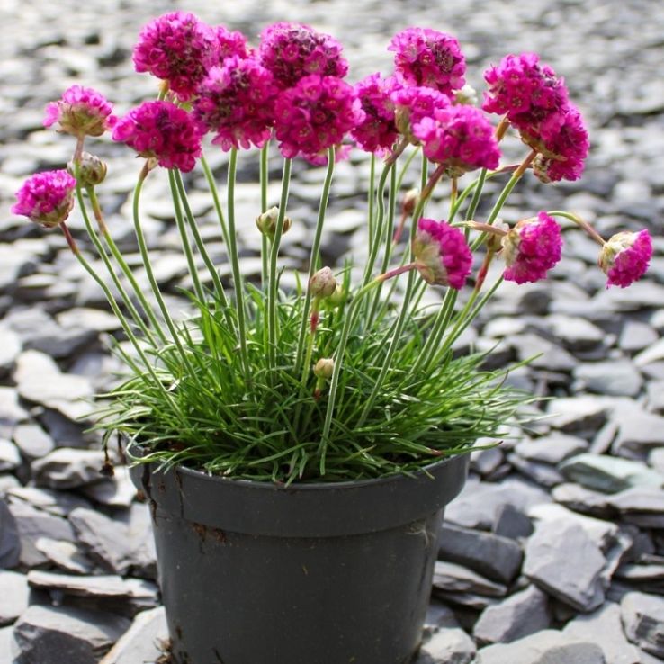 Armeria Maritima Blumensamen zur Aussaat: leuchtend Groundcover Coastal Gärten