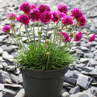 Armeria Maritima Blumensamen zur Aussaat: leuchtend Groundcover Coastal Gärten