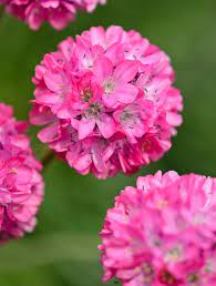 Armeria blumen wachsend in a rock garten
