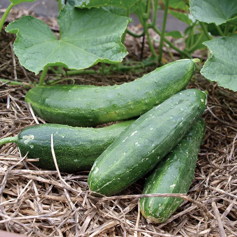 Healthy army grüne cucumber pflanzen wachsend in full sun