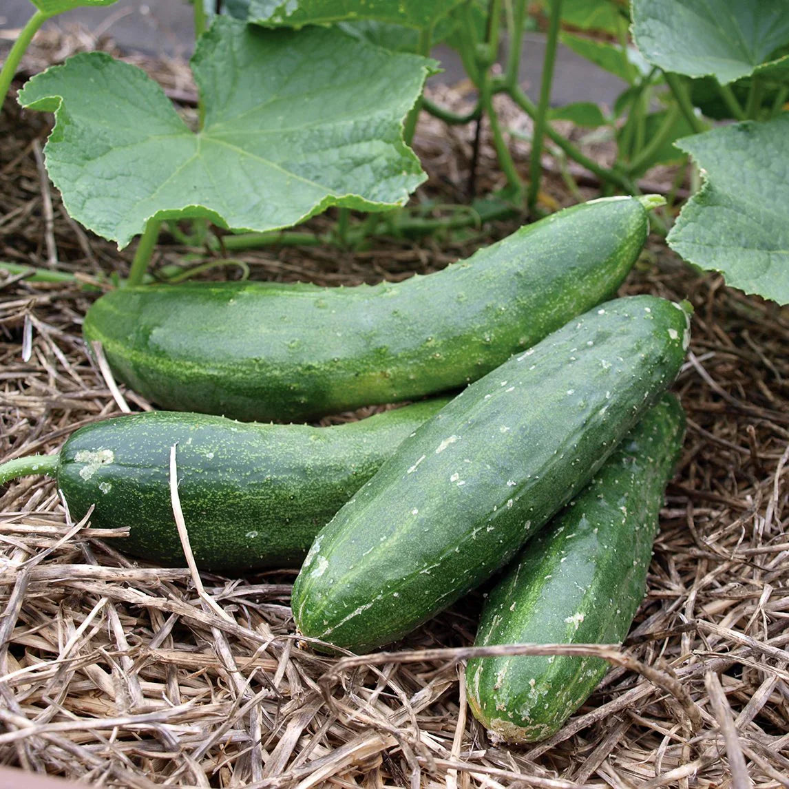 Healthy army grüne cucumber pflanzen wachsend in full sun