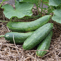 Healthy army grüne cucumber pflanzen wachsend in full sun
