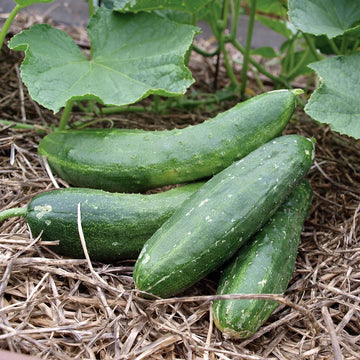 Healthy army grüne cucumber pflanzen wachsend in full sun