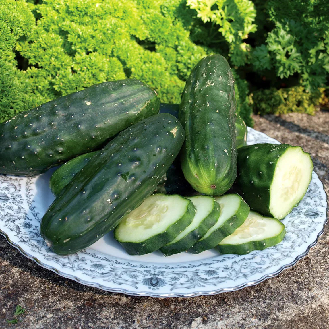 Non-gmo army grüne cucumber samen für home garten aussaat