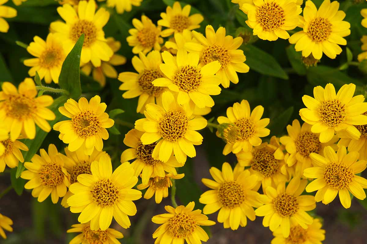 Close-up of arnica montana gelb blume