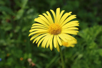 Gelb Arnica Montana Blumensamen zur Aussaat leuchtend Traditionssorte & ohne Gentechnik Samen Hausgarten