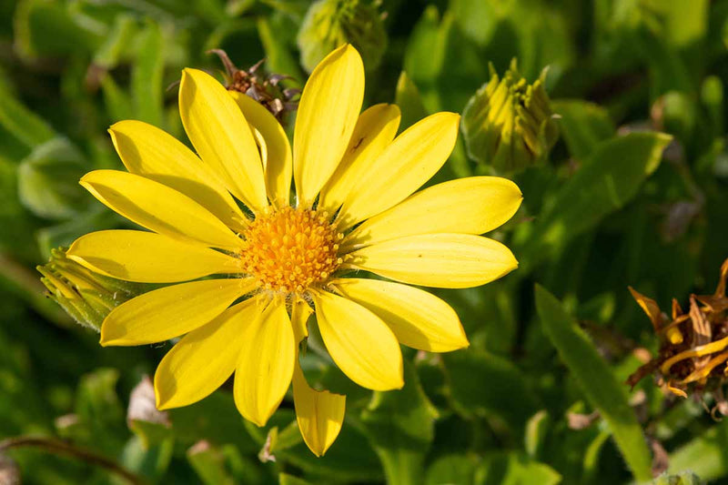 Arnica blume samen for vibrant garten blooms