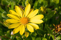 Arnica blume samen for vibrant garten blooms
