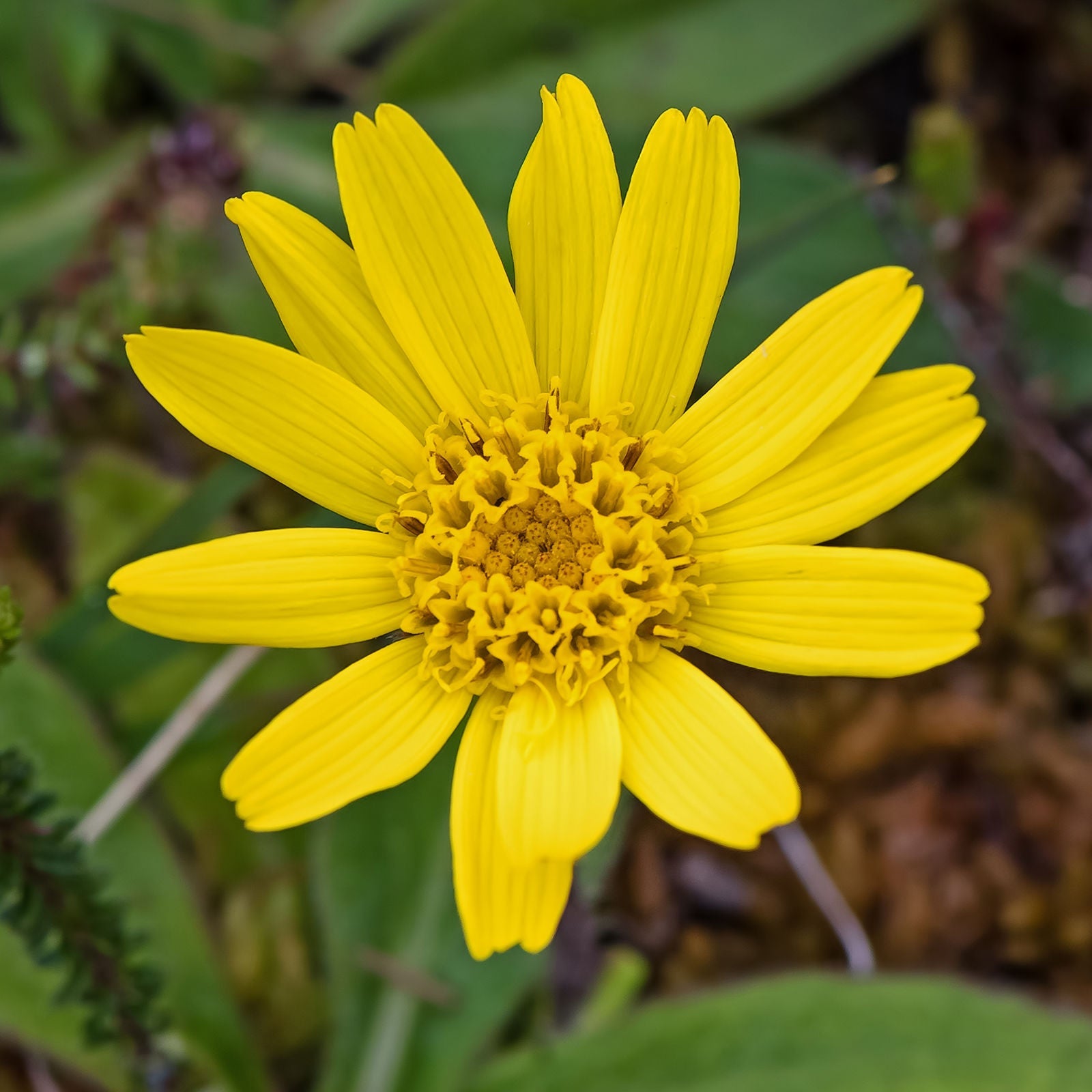 Arnica montana samen for anpflanzung healing blooms