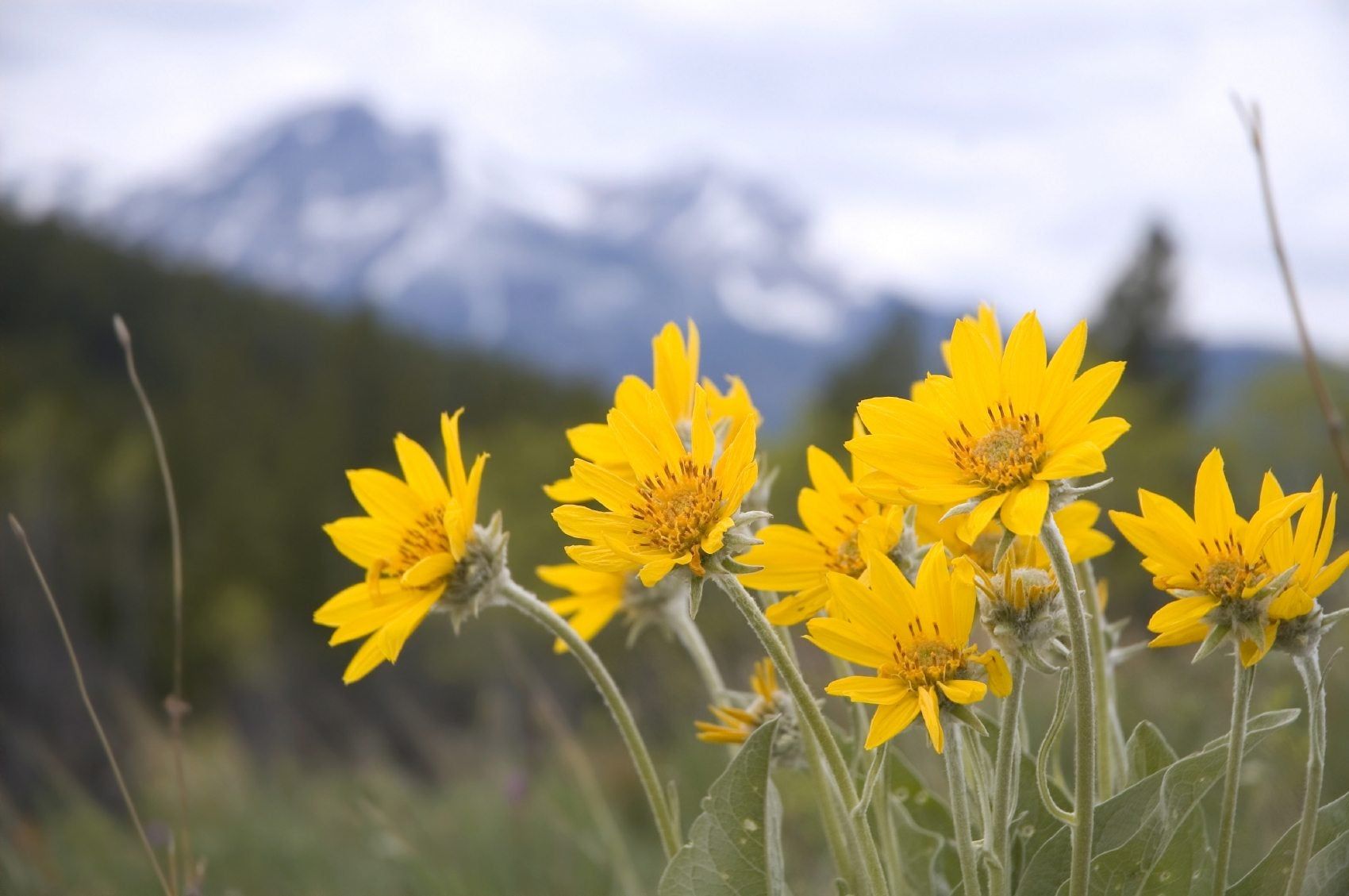 Arnica samen for borders and garten beds
