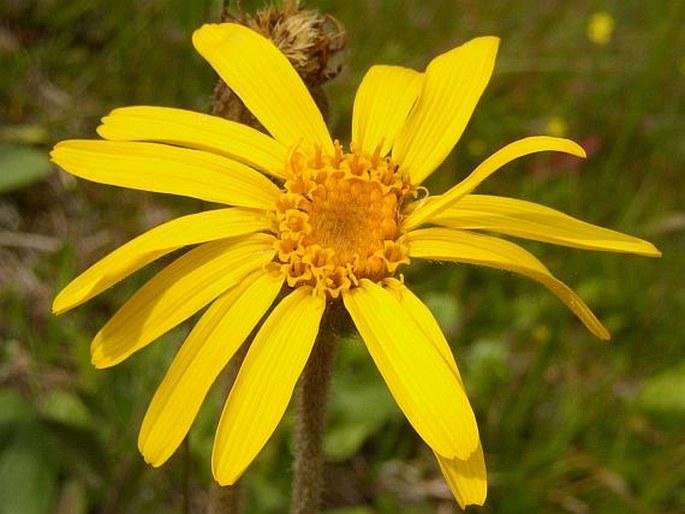 Arnica montana medicinal blume samen for anpflanzung