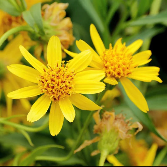 Gelb Meadow Arnica Blumensamen zur Aussaat – für leuchtend Blüten