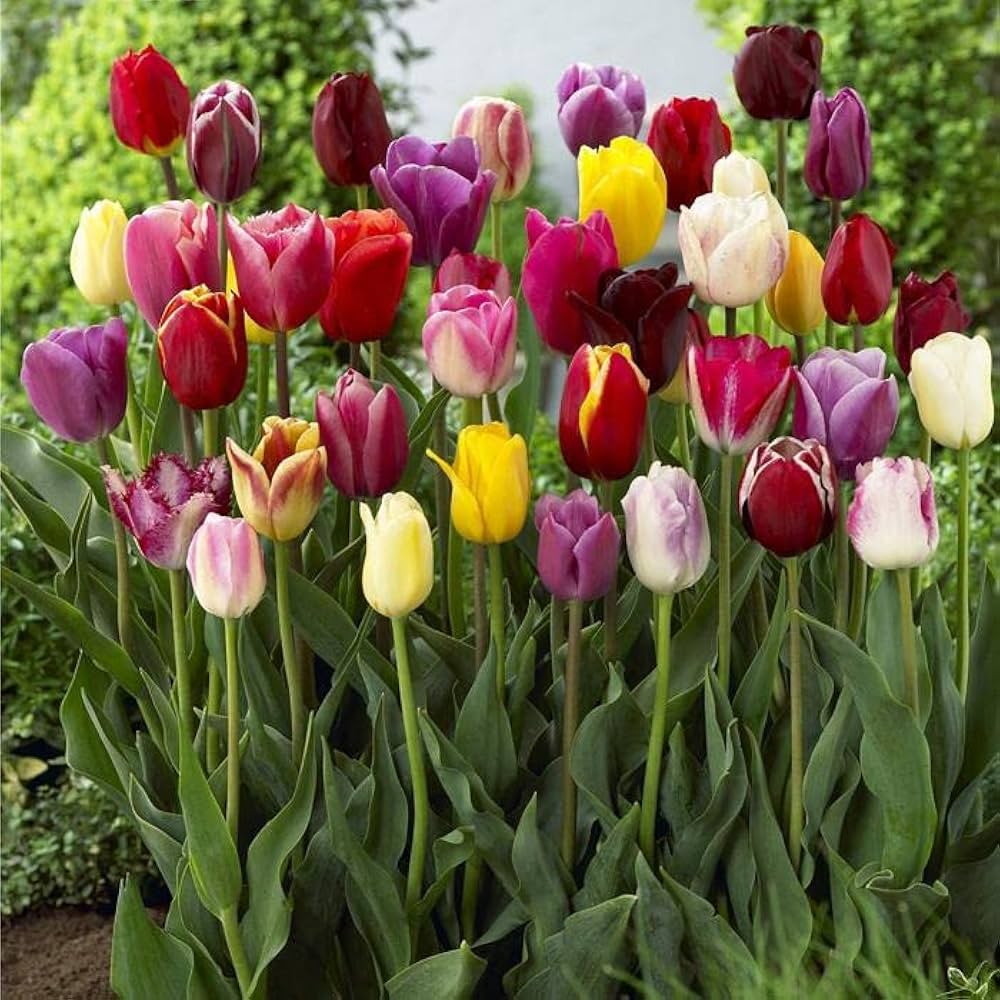 Aroma tulip blume samen for anpflanzung – fragrant garten blooms