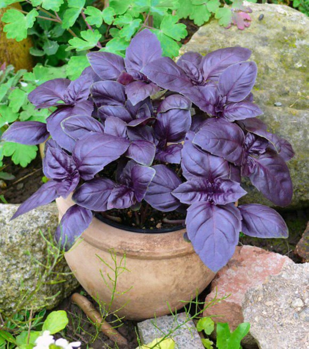 Aromatic basilikum samen für aussaat in home gardens