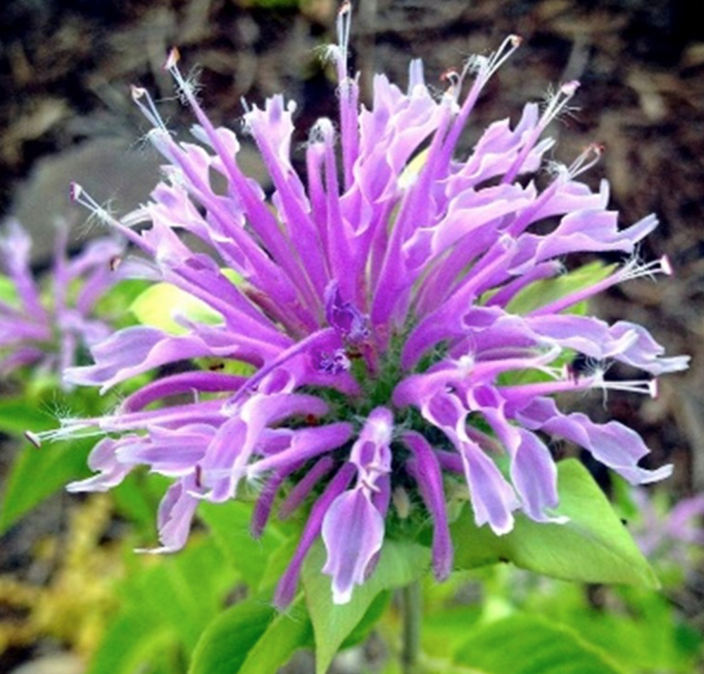 Bergamot samen for vibrant fragrant blumen