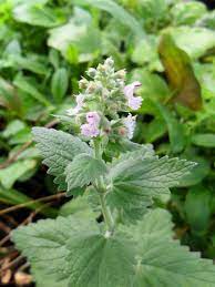 Aromatic catnip Pflanze Samen