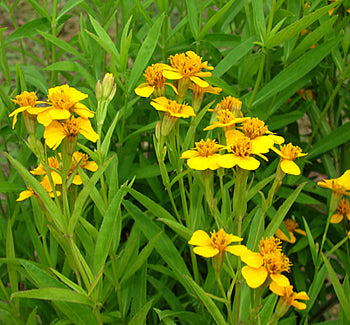 Aromatic Estragon Samen for Easy Garten Aussaat