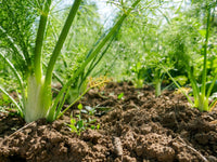 Aromatic fennel samen für flavorful garten harvest
