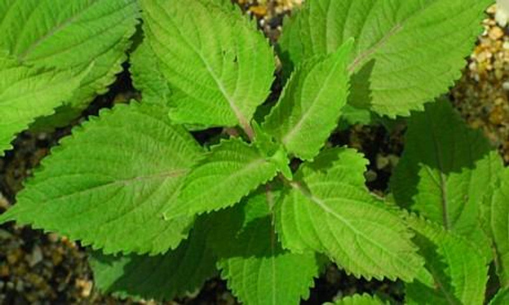 Bushy aromatic Green Shiso leafy growth in warm Garten