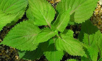 Bushy aromatic Green Shiso leafy growth in warm Garten