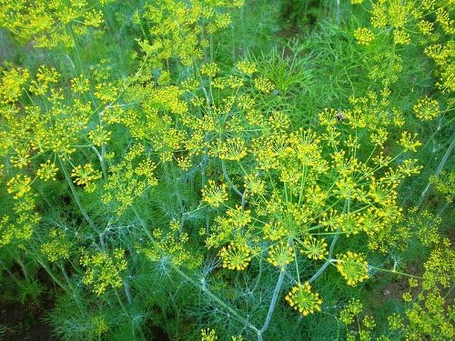 Aromatic Mammoth Dill Samen for outdoor Aussaat