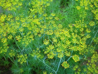 Aromatic Mammoth Dill Samen for outdoor Aussaat