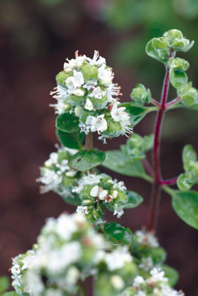 Non GMO Marjoram Samen for Zuhause Gartenarbeit