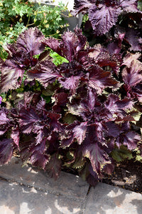 Aromatic bushy Red Shiso Anbau in full sun