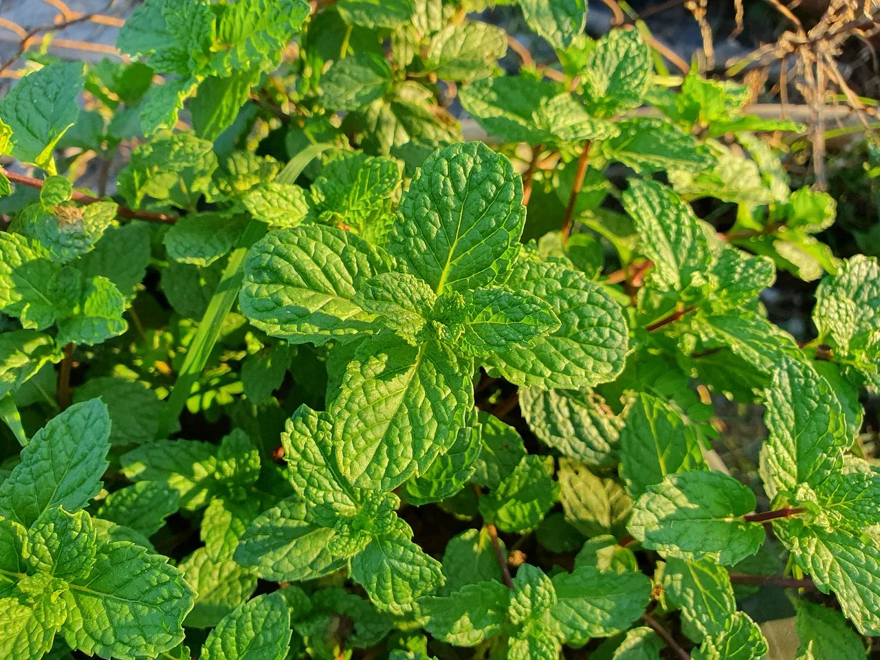 Aromatic spearmint samen with high germination