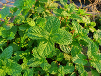 Aromatic spearmint samen with high germination