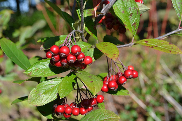 Semi di Aronia arbutifolia rossa per una facile coltivazione