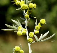 Absinthe Wormwood Samen zur Aussaat – hochwertige Qualitäts-