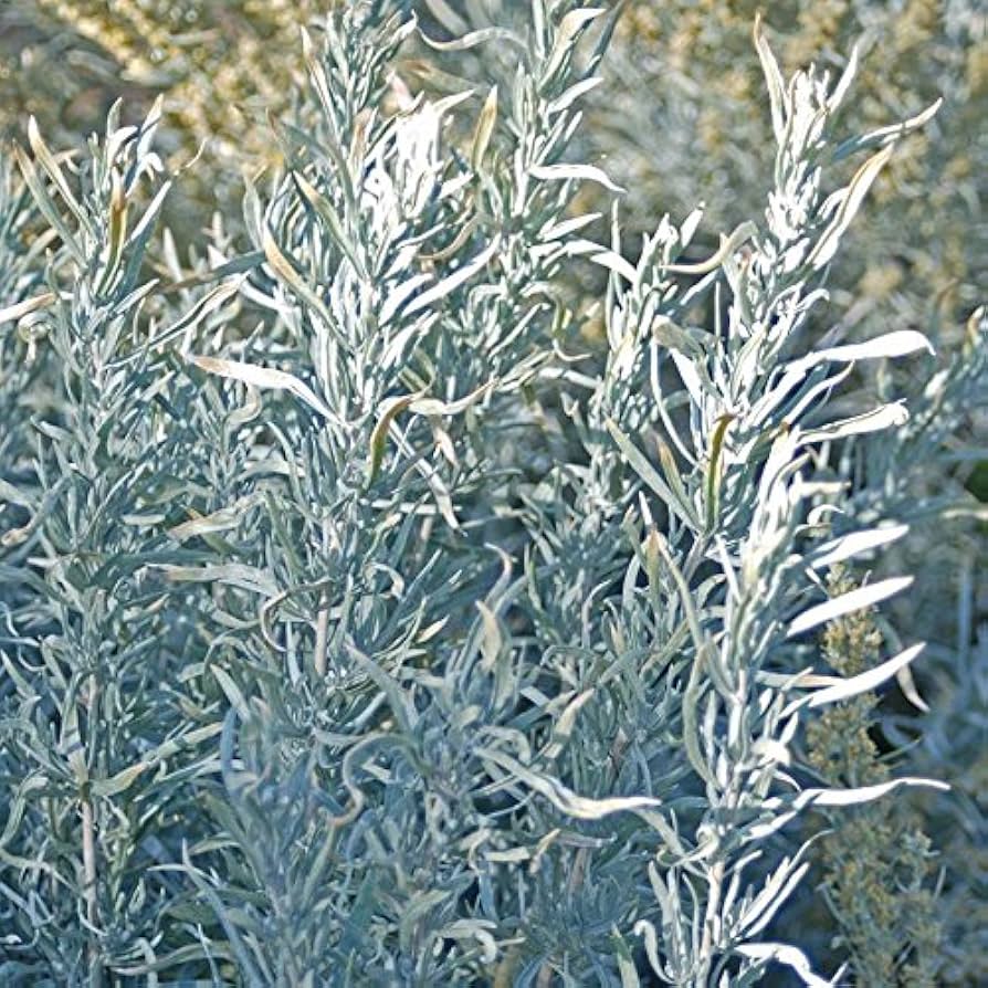 Artemisia cana dwarf Silver Wormwood Anbau in full sun