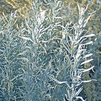 Artemisia cana dwarf Silver Wormwood Anbau in full sun
