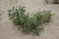 Drought-tolerant Artemisia caudata grown from hochwertig Samen