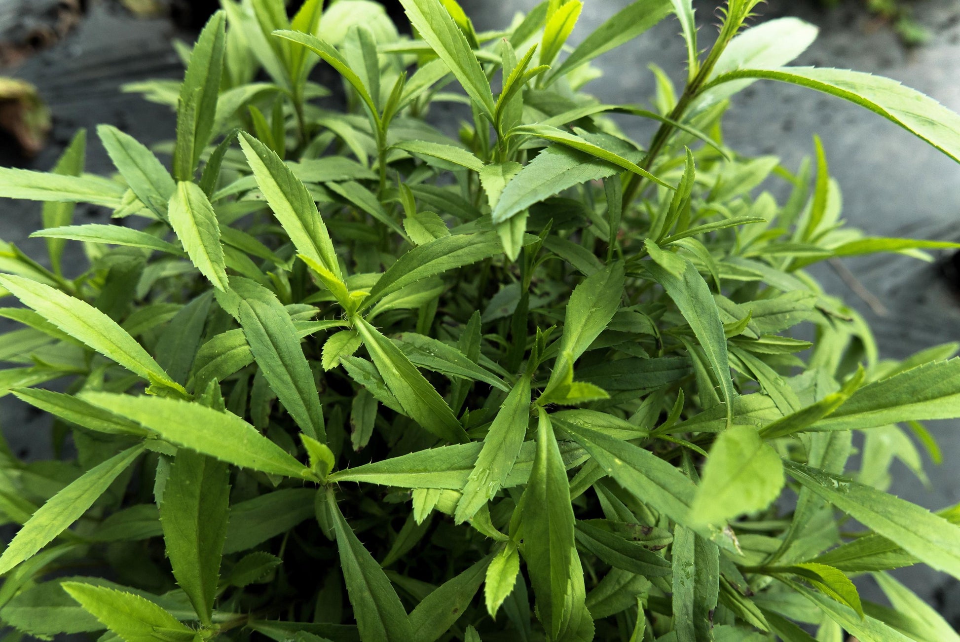 Artemisia dracunculus foliage in a Garten bed