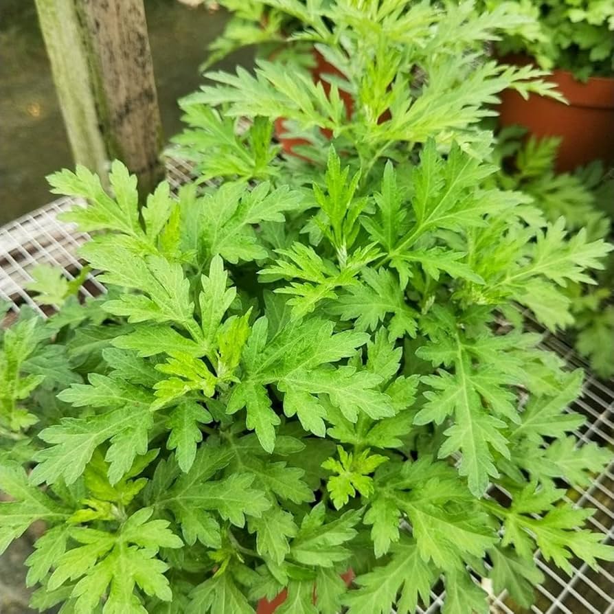 Artemisia princeps Anbau in full sun Garten bed