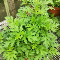 Artemisia princeps Anbau in full sun Garten bed