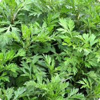 Mugwort Samen Artemisia vulgaris ornamental foliage