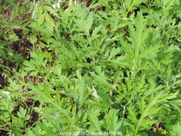 Artemisia vulgaris Mugwort Anbau from Samen in meadow Garten