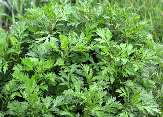 Artemisia vulgaris Samen – Common Mugwort Wild Wormwood Yellow Red Blumen