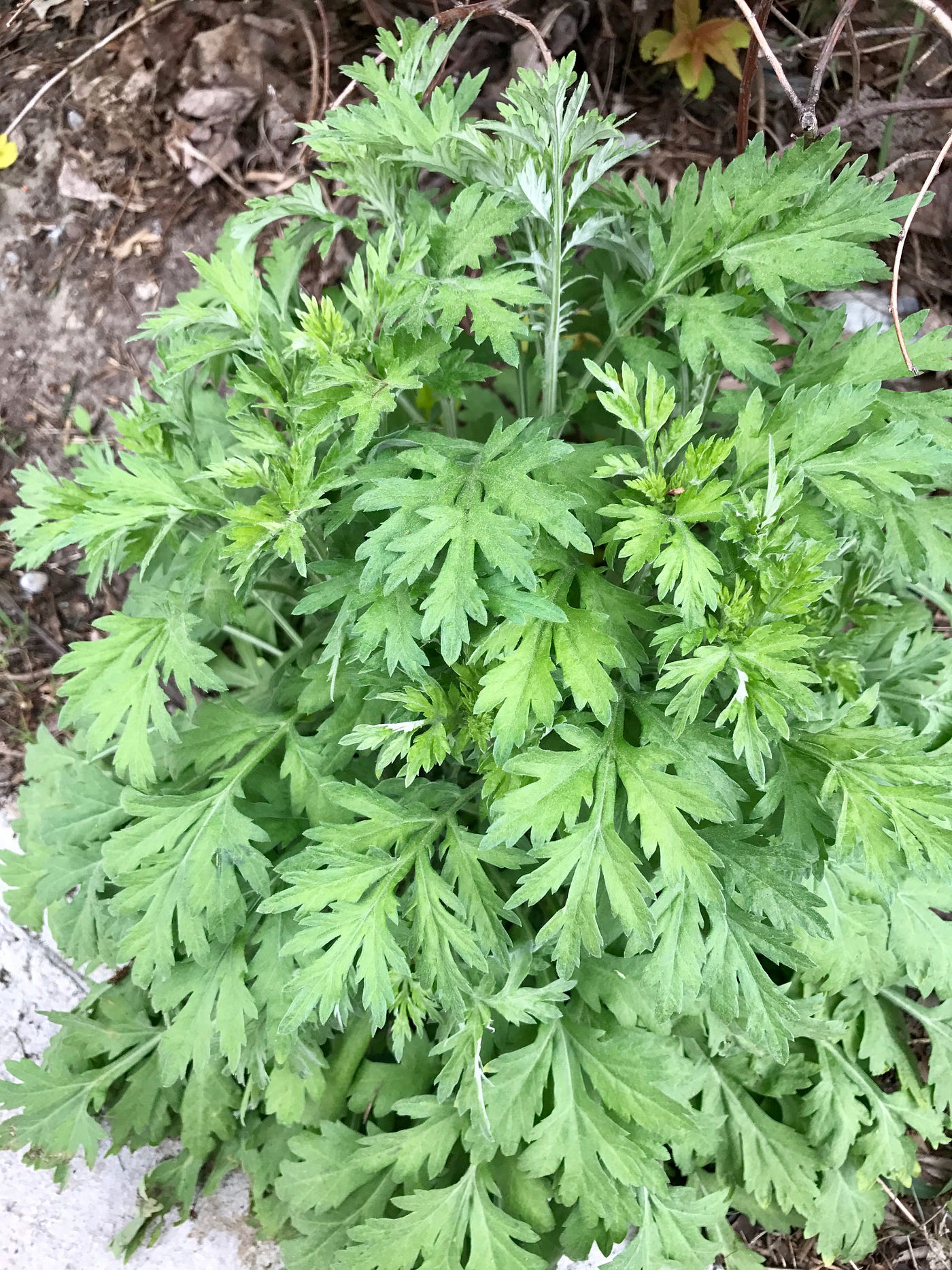 Wild Wormwood Artemisia vulgaris Anbau in Full Sun