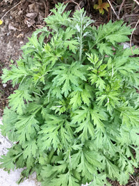 Wild Wormwood Artemisia vulgaris Anbau in Full Sun