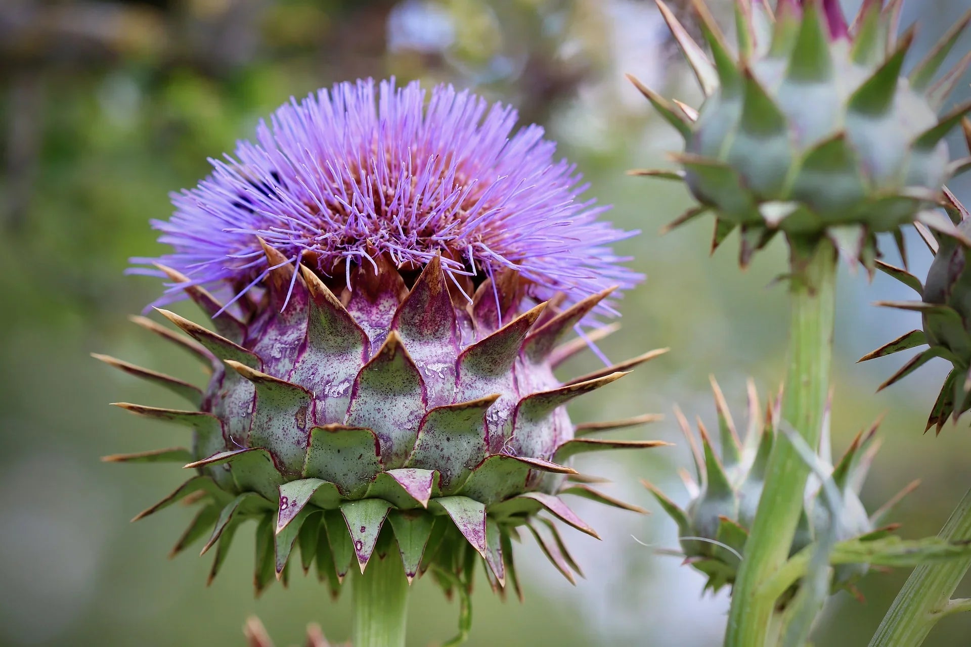 Blau Cardoon Blumensamen einfache Aussaat