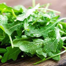 Arugula Pflanzen ready for harvesting