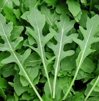 Roquette Arugula Seedlings Sprouting in Garten Pots
