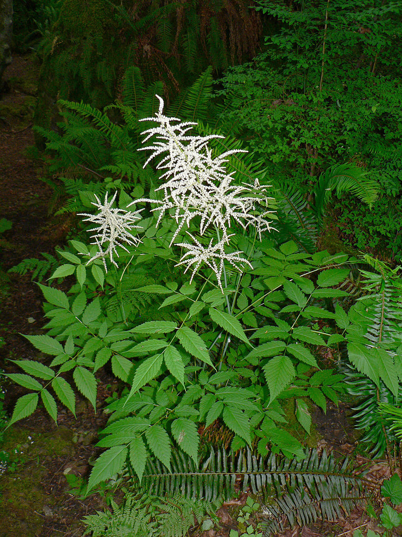 Aruncus blume samen for anpflanzung